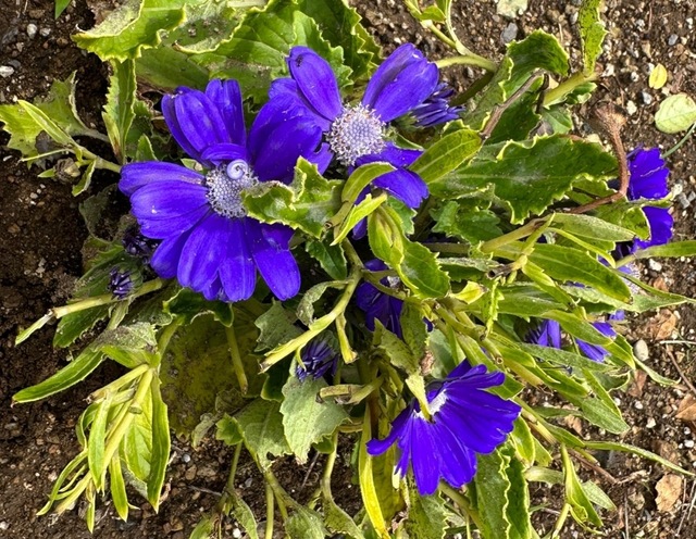 IMG_3712.jpeg